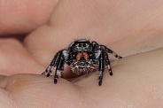 Jumping Spider