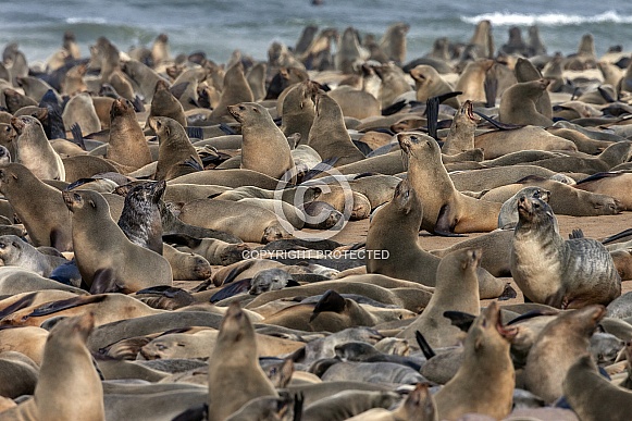 Cap Fur Seals - Cape Cross - Namibia Cap Fur Seals - Cape Cross - Namibia