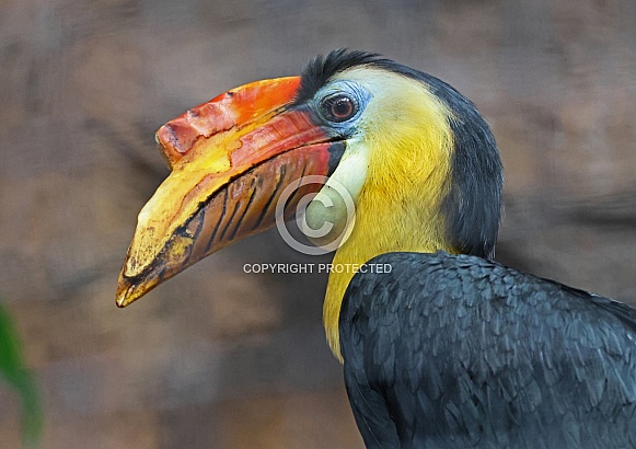 Wreathed Hornbill