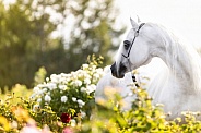 Arabian Horse--When Your Attention Is Elsewhere