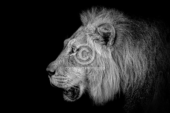 Side Profile of a Male Lion