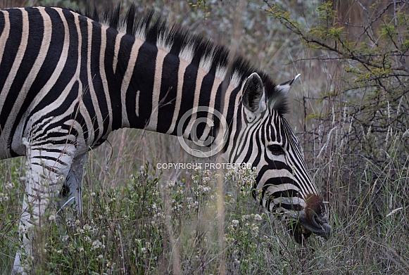 Zebra
