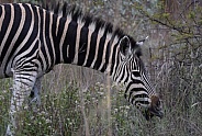 Zebra