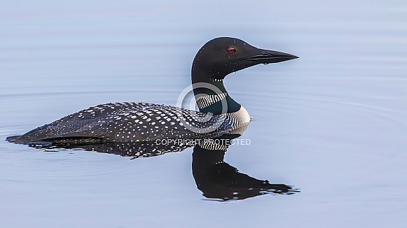Common Loon in Alaska