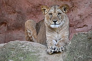 Barbary Lion