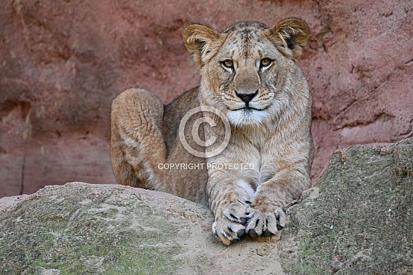 Barbary Lion