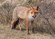 Red fox