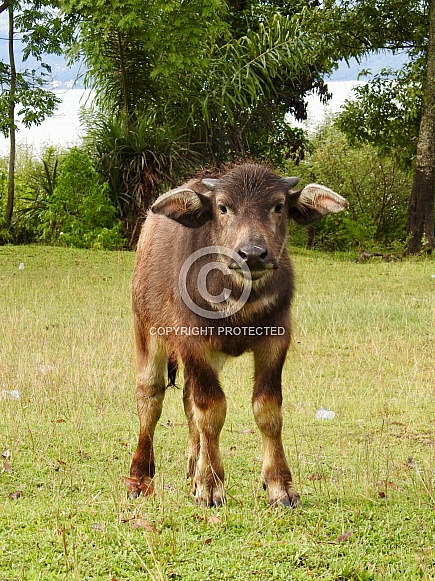 Baby Buffaloes Baby Buffaloes