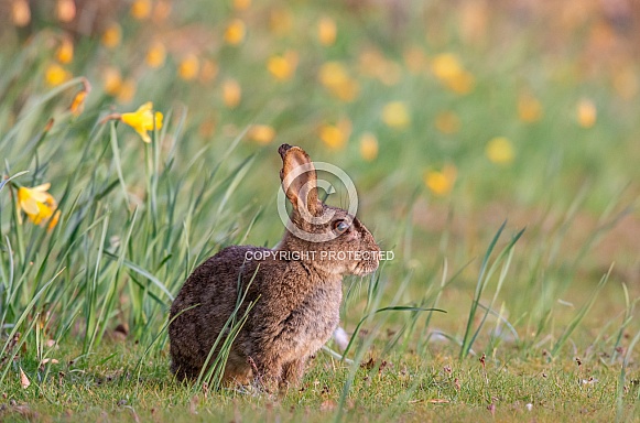 Spring Bunny Spring Bunny