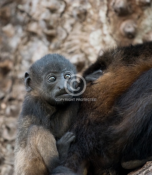 Howler Monkey Howler Monkey