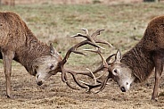 Red Deer Stags rutting