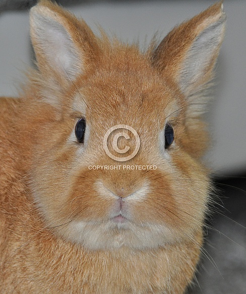 Lionhead Rabbit