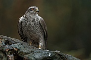 The northern goshawk