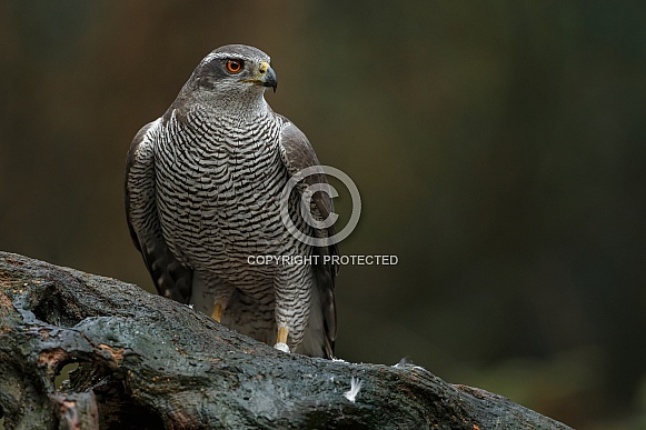 The northern goshawk