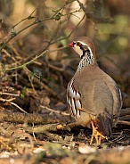Red-Legged Partridge