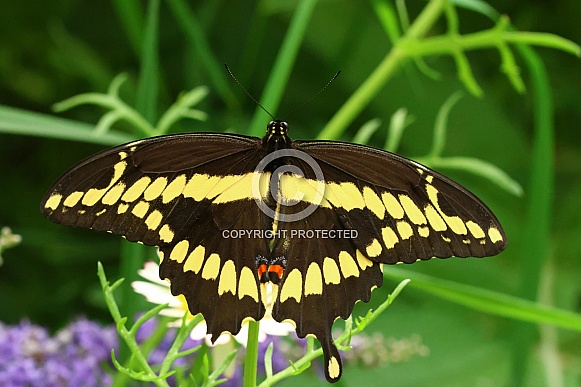 Greater Swallowtail butterfly