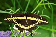 Greater Swallowtail butterfly
