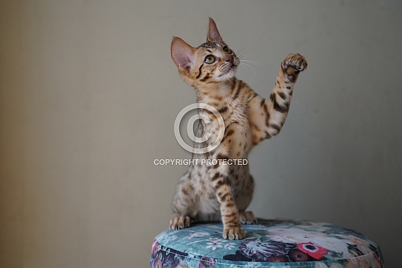 Savannah Cat