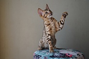 Savannah Cat