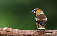 The hawfinch male