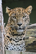 Sri Lanka Leopard