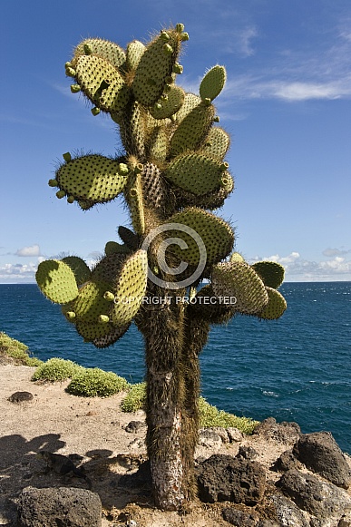 Giant Prickly Pear Cactus - Galapagos Islands