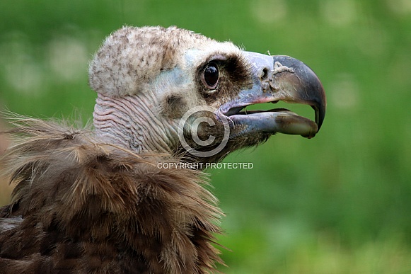 Cinereous vulture (Aegypius monachus)