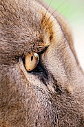 Lion's Eye