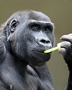 Western Lowland Gorilla