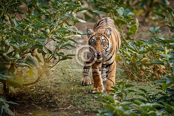 Beautiful tiger in the nature habitat. Tiger pose in amazing light. Wildlife scene with wild animal. Indian wildlife. Indian tiger. Panthera tigris tigris.