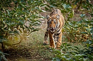 Beautiful tiger in the nature habitat. Tiger pose in amazing light. Wildlife scene with wild animal. Indian wildlife. Indian tiger. Panthera tigris tigris.