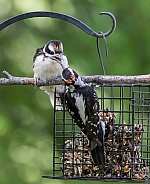 Male Hairy Woodpecker Feeding Juvenile Fledgling in Alaska