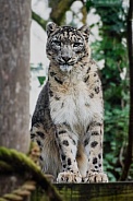 Mak - Snow Leopard