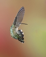 Hummingbird with Flared Tail Feathers
