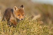 Red fox cubs in there natural habitat