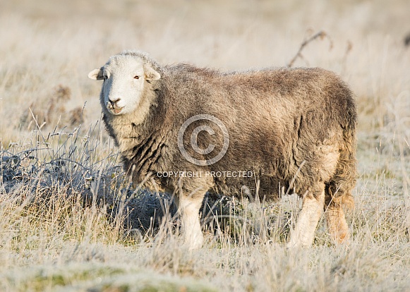 Herdwick Sheep in Frost