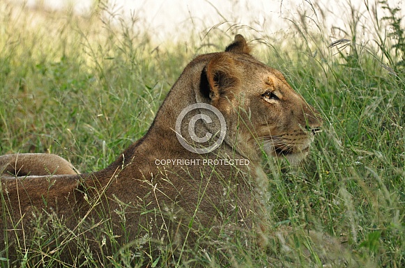 Lioness (wild)