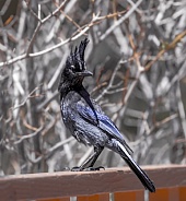 Stellar's Jay Perched on a Fence in Colorado