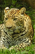 Javan Leopard