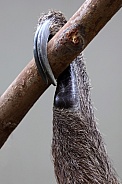 Linnaeus's two-toed sloth (Choloepus didactylus) claw