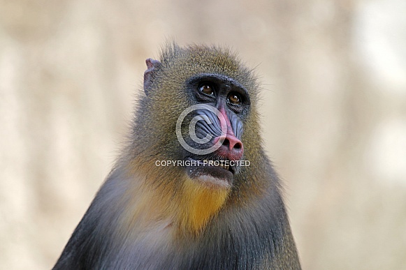 Mandrill (Mandrillus sphinx) Mandrill (Mandrillus sphinx)