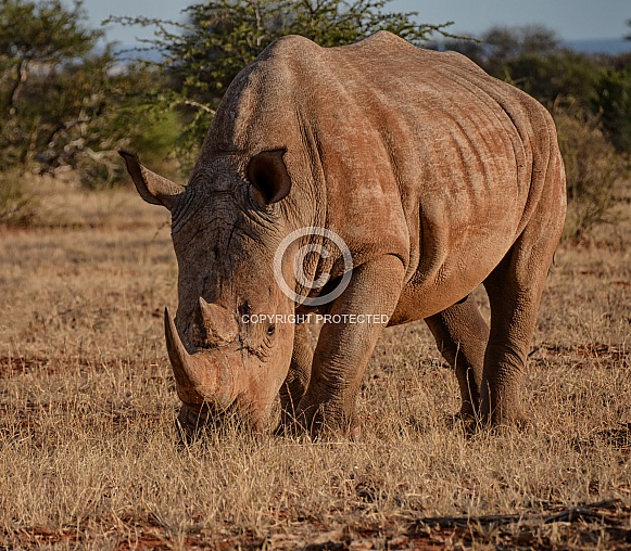 White Rhinoceros White Rhinoceros