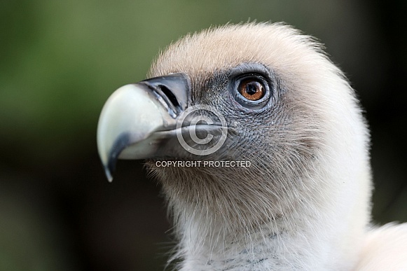 Eurasian griffon vulture (Gyps fulvus) Eurasian griffon vulture (Gyps fulvus)