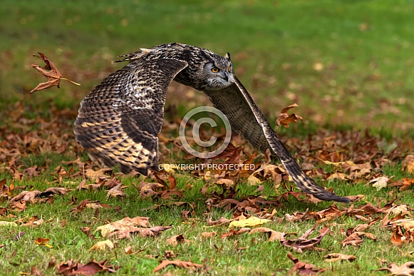 Eurasian Eagle Owl