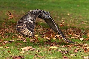 Eurasian Eagle Owl