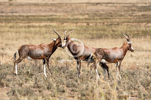 Blesbok Antelope