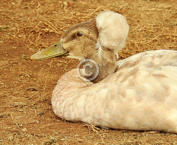 Crested Duck