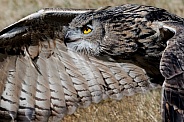 Eurasian Eagle Owl--Eurasian Eagle Owl Focus