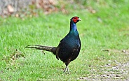 Melanistic Mutant Pheasant