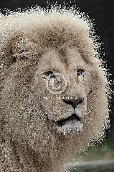 African White Lion